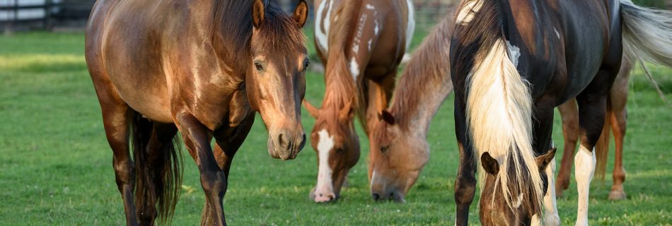 Wild mustang horse rescue