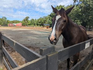 Shenandoah Crossing Horse Stables