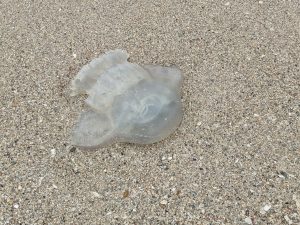 Jellyfish, Magnolia Beach, TX