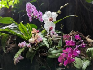 Orchids, Moody Gardens, Galveston, TX